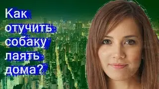 Как отучить собаку лаять дома?