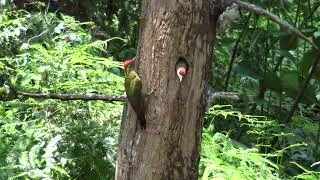 Laced Woodpecker Feeding its fledgling