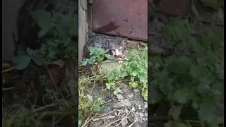 6 ноября. день памяти животных погибших от рук человека. 