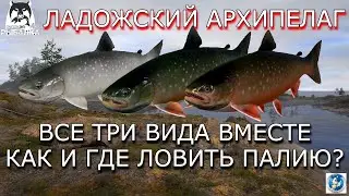 🌟ЛАДОЖСКИЙ АРХИПЕЛАГ🌟КАК И ГДЕ ЛОВИТЬ ПАЛИЮ?🌟Русская Рыбалка 4(РР4)🌟