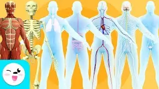 Los sistemas del cuerpo humano para niños - Recopilación