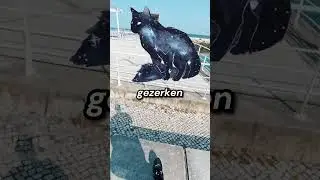 Bu Korkunç Kediyi Görürseniz Kaçın!🐈⚠️