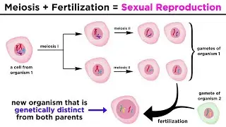 Meiosis, Gametes, and the Human Life Cycle