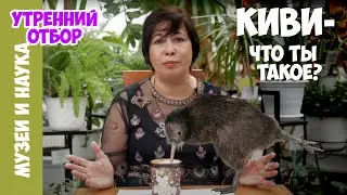 Киви - птица, которая выглядит как фрукт, ведет себя как зверь!