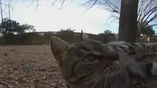 Butter the Cat - 360 Video - Ricoh Theta S