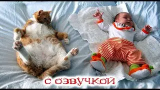 - WHY DO WE NEED ANOTHER CAT? Funny cats! FUNNY ANIMALS 2023!