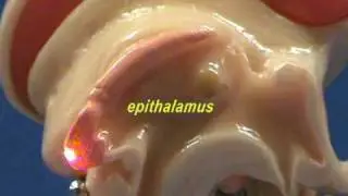 Brain Stem Model - Sagittal View - Thalamus & Epithalamus