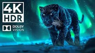 VIVID COLOR ANIMALS 4K HDR 60FPS Dolby Vision | with Catchy Cinematic Music (dynamic color)