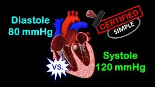 Systole Vs. Diastole (Made Easy)