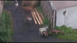 Козы в Томске