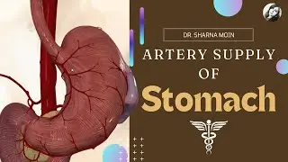 05 Artery Supply of Stomach | Stomach Anatomy