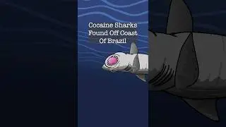 Shark week went off the rails in Brazil this year