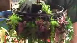 Shades of Green - Hanging Baskets (Part 4 of 7)