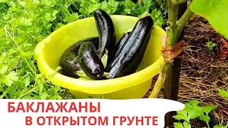 БАКЛАЖАНЫ / В ОТКРЫТОМ ГРУНТЕ