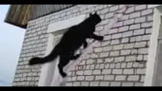 Умный кот Чернуха идёт на штурм новой высоты 😻 smart cat