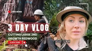 Cutting in a Large 2nd Growth Redwood Patch (3 Day Vlog)