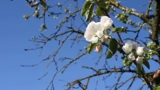 ЦВЕТ ЯБЛОНИ  и сухая ветка  Отличный футаж