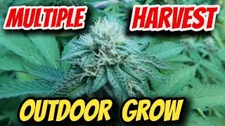 FLOWERING OUTDOOR CANNABIS IN EARLY AUGUST FOR MULTIPLE HARVEST A YEAR