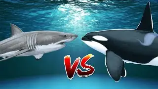 Great White Shark VS Killer Whale! (Short Animation)