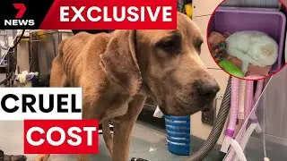 The cost-of-living crisis is being called out as a new factor driving animal cruelty cases | 7NEWS