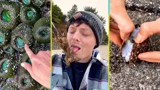 Extremely Satisfying Animal Videos
