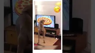Приколы с животными @Fun-Time #животные #ржака #милота #забавные