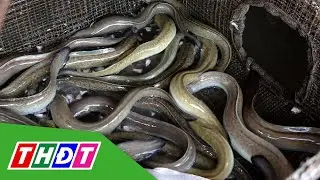 Sự liên kết của những hộ nuôi cá chình trên sông Sở Thượng, huyện Hồng Ngự | THDT
