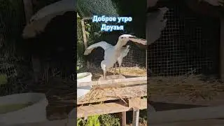 #stork