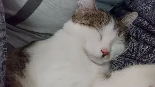 Cat snoring