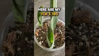 Snake Plant After Prop Tips