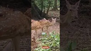 Deer 🦌 Park, Thenmala Ecotourism