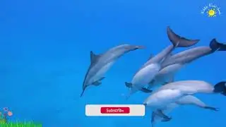 Cute Little Farm Animal Sounds   Horse, Puppy, Zebra, Hyena, Hornet, Iguana   Music For Relax
