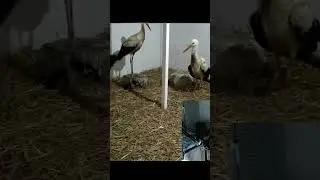 #домбрестскогоаиста