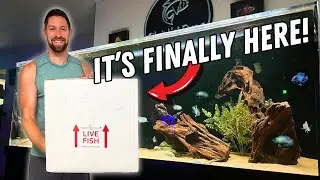 UNBOXING MY DREAM FRESHWATER STINGRAY!