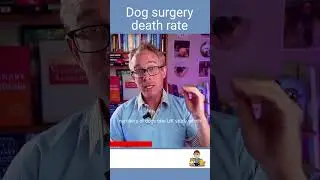 Dog surgery death rate (What You Need to Know Before Your Dog's Surgery)