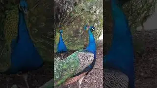 Peacock Sounds  ❤️ (2)