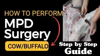 Buffalo and Cow Surgery: The MPD Surgery Method 1