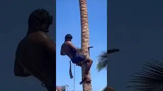 Amazing Tree Cutting Method 😉