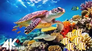 Ocean 4K - Sea Animals for Relaxation, Beautiful Coral Reef Fish in Aquarium, 4K Video Ultra HD #216