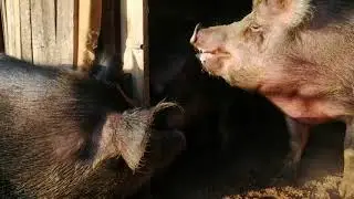 Дюрок покрыл свинку.