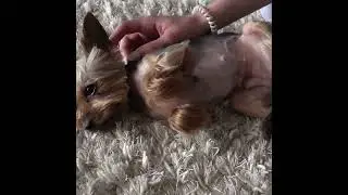 МОЛЛИ БОИТЬСЯ УКОЛОВ / My dog is afraid of injections 