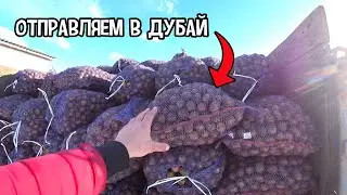 Обидно что мы продаём этот картофель за копейки, а в магазинах он стоит больше 200 рублей