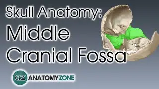 Middle Cranial Fossa | Skull Anatomy