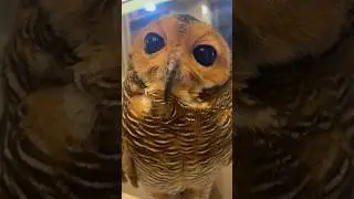 Sayangi Peliharaanmu, Bibib si Burung Hantu!🦉❤️ #owl #funnyvideo #funnypets #cute #pets