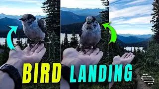 Person Capturing a Wild Bird's Delicate Landing in Slow Motion