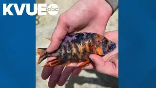 Officials warn this colorful fish recently caught near Austin is bad news