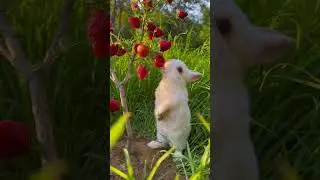 Build a strawberry tree for the bunny. Cute rabbit. Cute little garden pet.