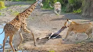 Intense Battle Between Lioness And Giraffe Over Her Newborn Baby - Lion Vs Leopard