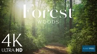 Time-lapse of sunrays through forest, 4K |Premium Stock Video | Without watermark | Cinematic shot