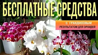 ❗️БЕСПЛАТНО, ЛЕГКО И ДОСТУПНО ДЛЯ ОРХИДЕЙ С ГРАНДИОЗНЫМИ РЕЗУЛЬТАТАМИ! ЭФФЕКТ ОТ ЭКСПЕРИМЕНТОВ 👍!